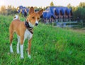 Portrait of a red basenji standing at sunset in a green field for a walk in the summer