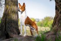 Portrait of a red basenji standing between the trees in a summer forest on the Sunset. Basenji Kongo Terrier Dog Royalty Free Stock Photo