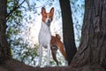 Portrait of a red basenji standing between the trees in a summer forest on the Sunset. Basenji Kongo Terrier Dog Royalty Free Stock Photo