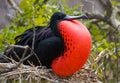 Portrait of Red-bellied frigate. The Galapagos Islands. Birds. Ecuador. Royalty Free Stock Photo