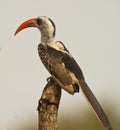 Portrait of a red-billed Hornbill Royalty Free Stock Photo