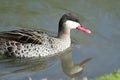 Red billed teal anas erythrorhyncha Royalty Free Stock Photo