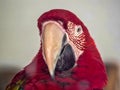 Portrait of Red-blue-and-Green Macaw, Ara chloroptera in zoo Jihlava Royalty Free Stock Photo