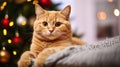 Portrait of red british shorthair cat beloved pet at home and pine tree with bokeh effect lights. Close up, copy space. Generative