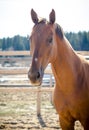 Portrait of red budyonny mare horse Royalty Free Stock Photo