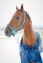 Red budyonny mare horse in halter Royalty Free Stock Photo