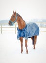 Red budyonny mare horse in the winter landscape Royalty Free Stock Photo