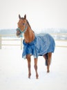 Red budyonny mare horse in the winter landscape Royalty Free Stock Photo