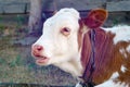 Portrait of red calf with white muzzle