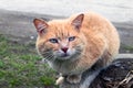 Portrait of a red-headed homeless street cat