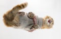 Portrait of a red cat on a glass table. Royalty Free Stock Photo