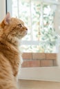 Portrait of red cat looking out of the door on a sunny day. Beautiful domestic red cat sitting, looking aside