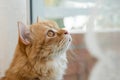 Portrait of red cat looking out of the window on a sunny day. Beautiful domestic red cat sitting, looking aside.