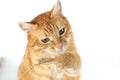 Portrait of a red cat playing with a stalk of wheat on a white background Royalty Free Stock Photo