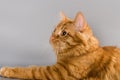 Portrait of red cat playing with toy Royalty Free Stock Photo