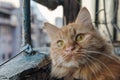 Portrait of a red cat sitting on the balcony and looking around Royalty Free Stock Photo