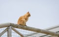 Portrait of red cat sitting in the fence against the blue sky Royalty Free Stock Photo