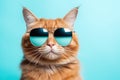 Portrait of red cat wearing sunglasses and looking at camera on blue background, Closeup portrait of funny ginger cat wearing