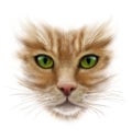 Portrait of a red cat on a white background, green eyes, long whiskers Royalty Free Stock Photo