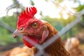 Portrait of red chicken at the henhouse