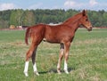 Portrait of red colt Royalty Free Stock Photo