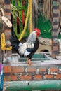 Red Combed Rooster