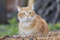 Portrait of red confused cat walking outdoors, funny pet Royalty Free Stock Photo