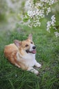 Portrait of red Corgi dog puppy sitting on green the grass under the branch of the cherry blossoms in the may garden