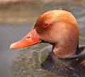 Portrait of the Red-crested Pochard Royalty Free Stock Photo