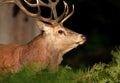 Portrait of a red deer stag against dark background Royalty Free Stock Photo