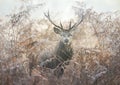 Portrait of a red deer stag in bracken on a misty autumn morning Royalty Free Stock Photo