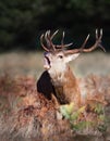 Portrait of a red deer stag calling during rutting season in autumn Royalty Free Stock Photo