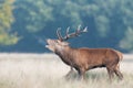 Portrait of a red deer stag calling during rutting season in autumn Royalty Free Stock Photo