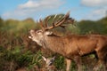 Portrait of a red deer stag calling during rutting season in autumn Royalty Free Stock Photo