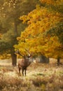 Portrait of a red deer stag calling during rutting season in autumn Royalty Free Stock Photo