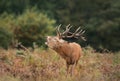 Portrait of a red deer stag calling during rutting season in autumn Royalty Free Stock Photo