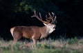 Portrait of a red deer stag calling during rutting season in autumn Royalty Free Stock Photo