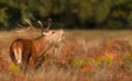 Portrait of a red deer stag calling during rutting season in autumn Royalty Free Stock Photo