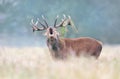 Portrait of a red deer stag calling during rutting season on misty autumn morning Royalty Free Stock Photo