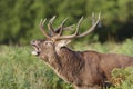 Portrait of a red deer stag calling during rutting season Royalty Free Stock Photo