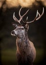 Portrait Of Red Deer Stag Royalty Free Stock Photo