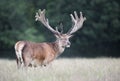 Portrait of a red deer stag with large velvet antlers in summer