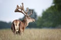 Portrait of a red deer stag with large velvet antlers in summer