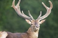 Portrait of a red deer stag with large velvet antlers in summer