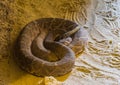 Portrait of a red diamond rattlesnake in the sand, venomous pit viper specie from America Royalty Free Stock Photo