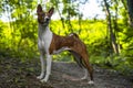 Portrait of a red dog basenji standing between the trees in a summer forest on the Sunset. Puppy Basenji Kongo Terrier Royalty Free Stock Photo