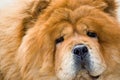 Portrait of a dog breed Chow Chow