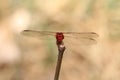 Portrait of a red dragonfly