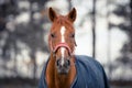 Red dressage gelding horse in horsecloth in autumn landscape Royalty Free Stock Photo