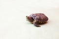Red-eared turtle on   light green Royalty Free Stock Photo